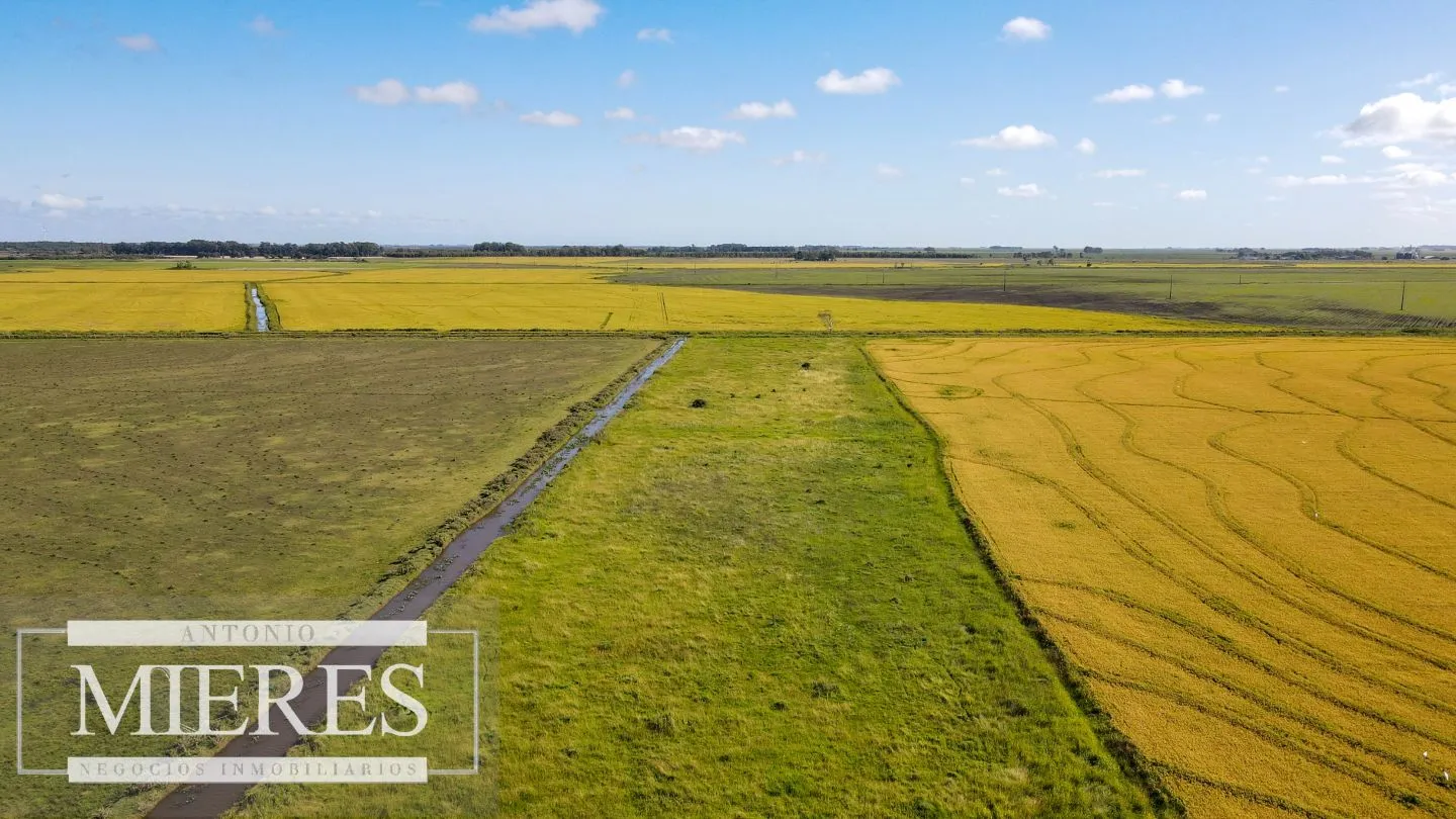 Campo agrícola ganadero  de 1500ha Rocha — foto 11