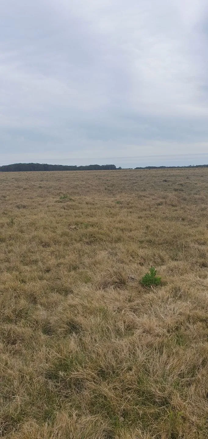CHACRA EN VENTA EN LA RINCONADA, LAGUNA GARZON — foto 6