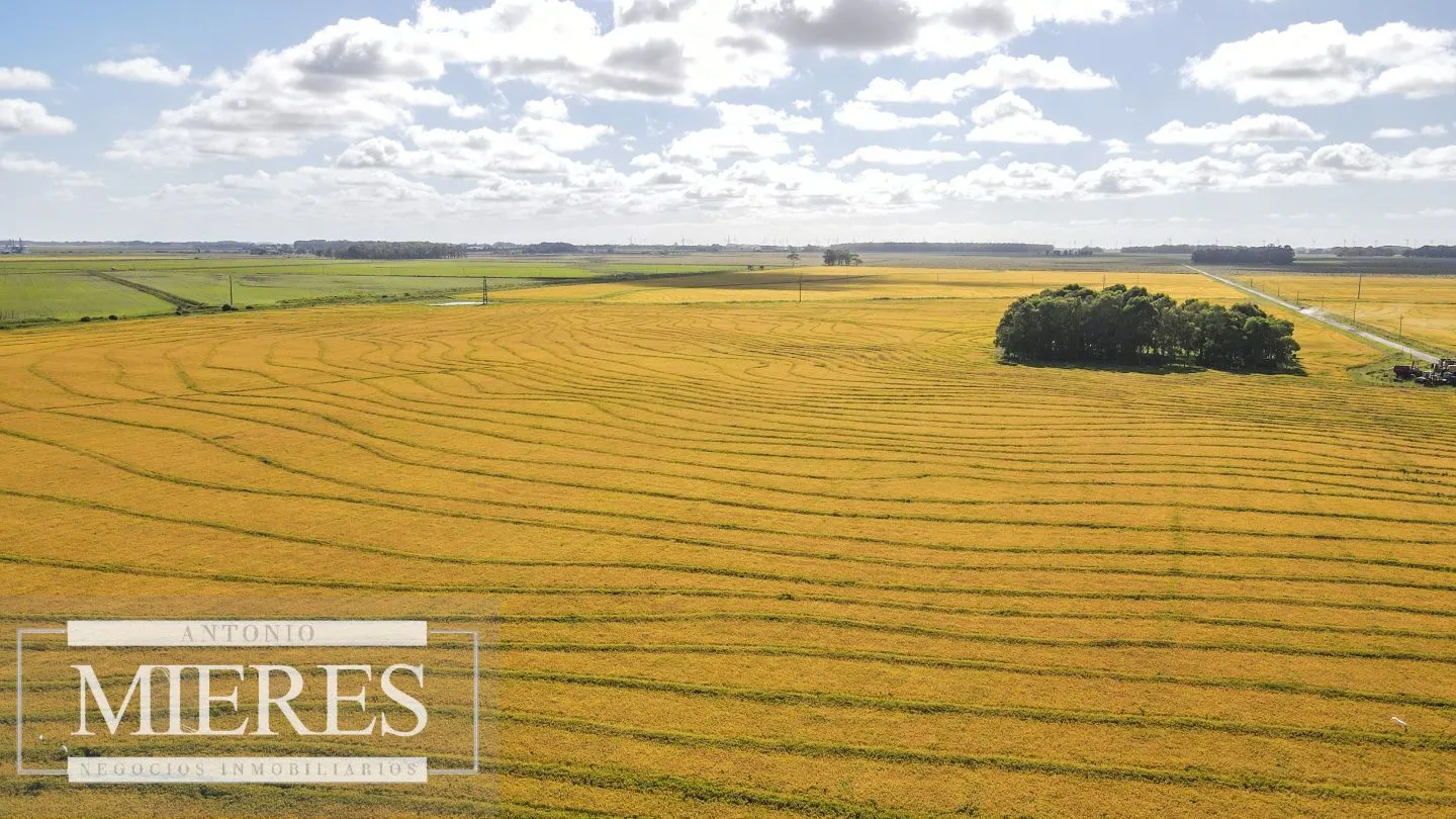 Campo agrícola ganadero  de 1500ha Rocha — foto 12