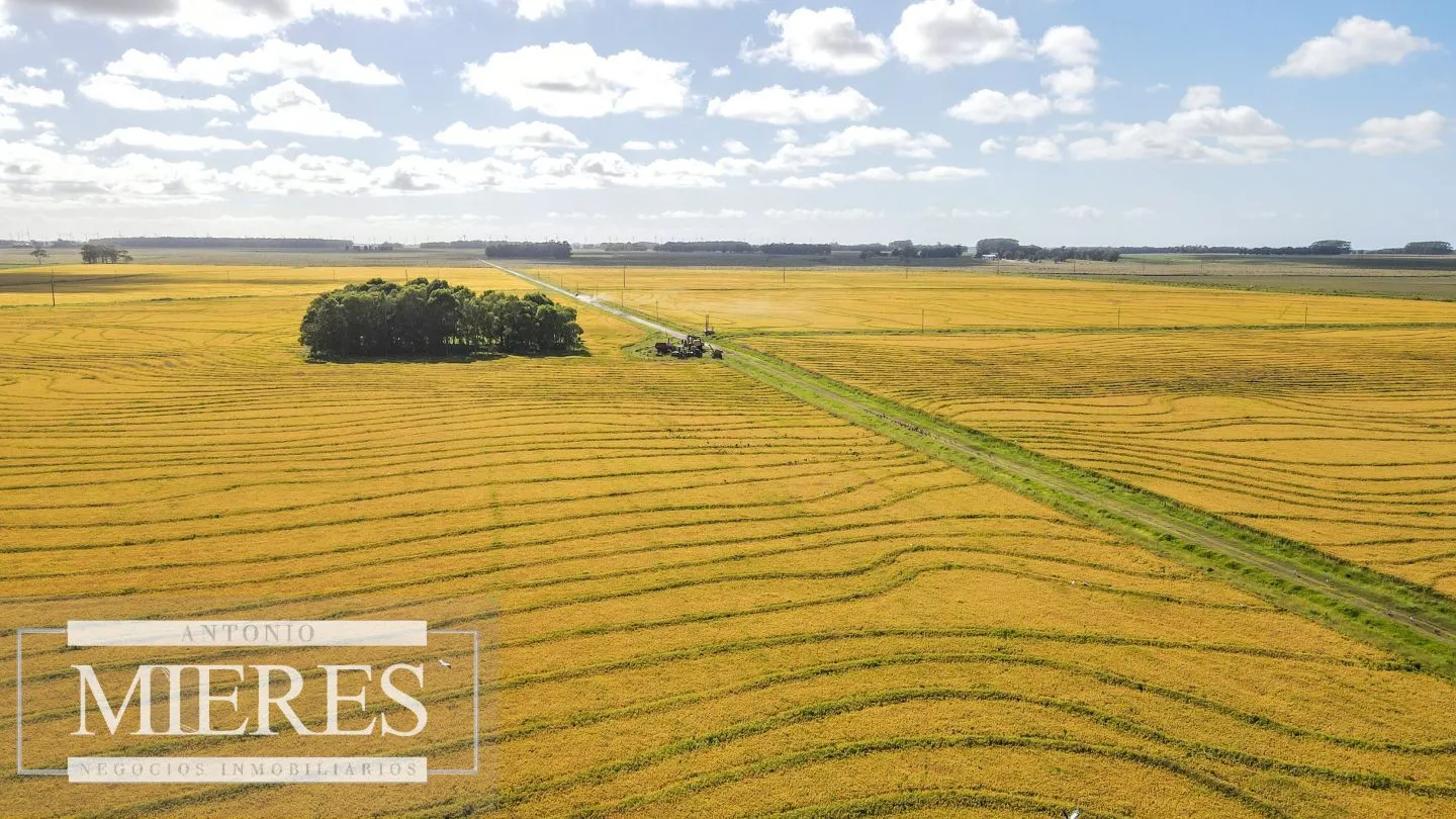 Campo agrícola ganadero  de 1500ha Rocha — foto 13