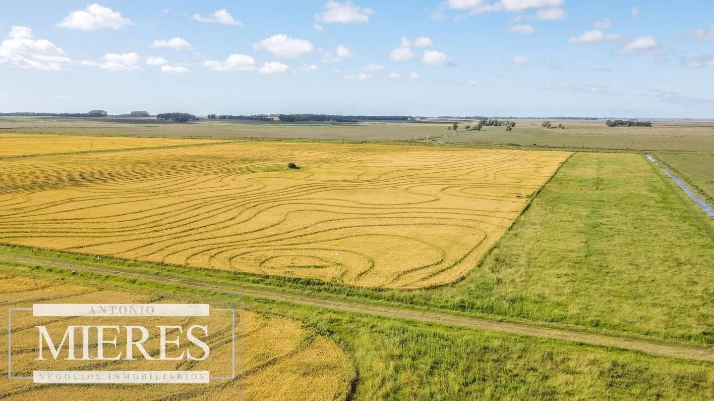 Campo agrícola ganadero  de 1500ha Rocha — foto 14