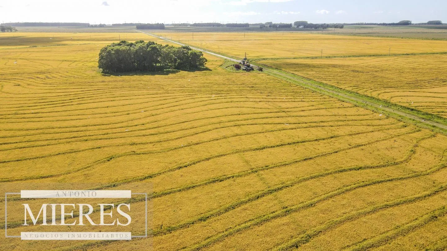 Campo agrícola ganadero  de 1500ha Rocha — foto 15