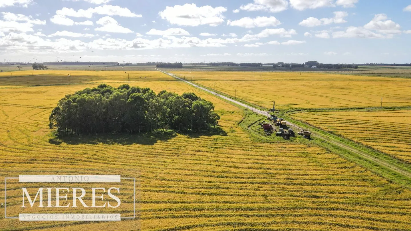 Campo agrícola ganadero  de 1500ha Rocha — foto 16