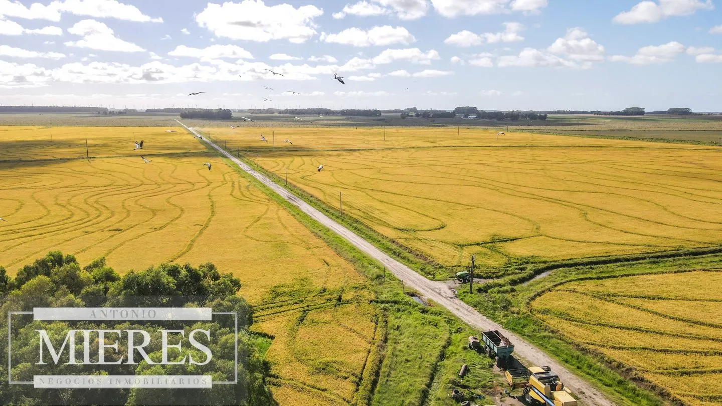 Campo agrícola ganadero  de 1500ha Rocha — foto 17