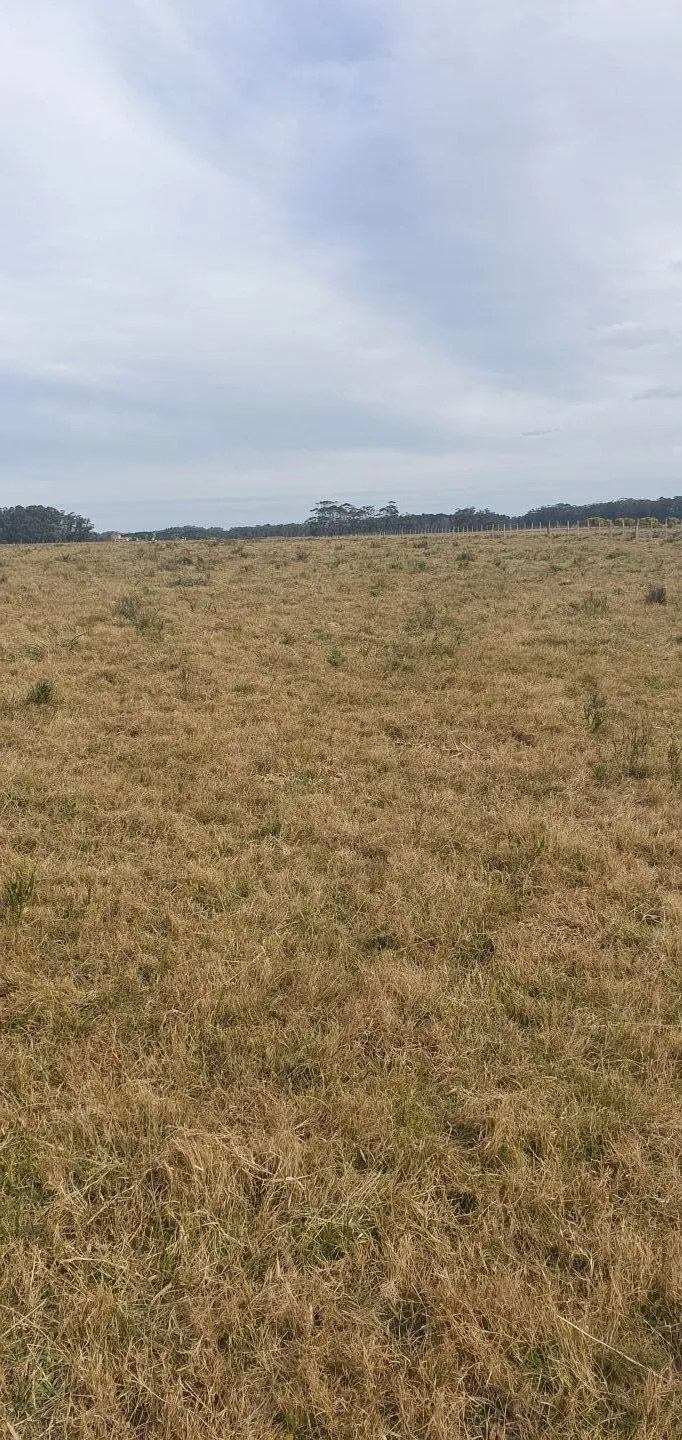CHACRA EN VENTA EN LA RINCONADA, LAGUNA GARZON — foto 11