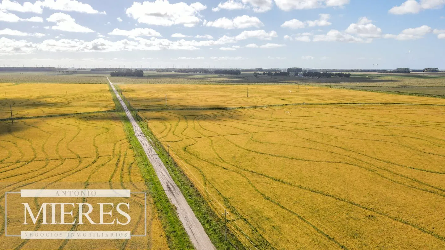 Campo agrícola ganadero  de 1500ha Rocha — foto 18