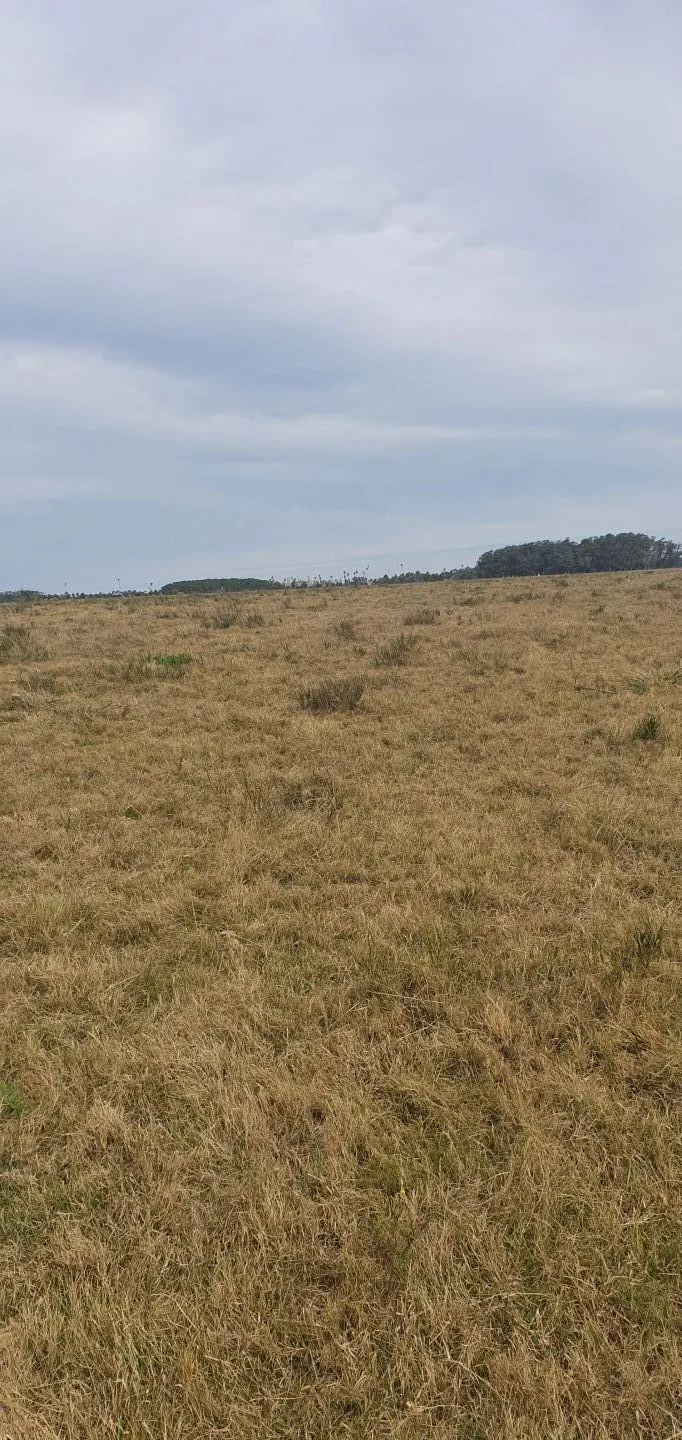 CHACRA EN VENTA EN LA RINCONADA, LAGUNA GARZON — foto 12