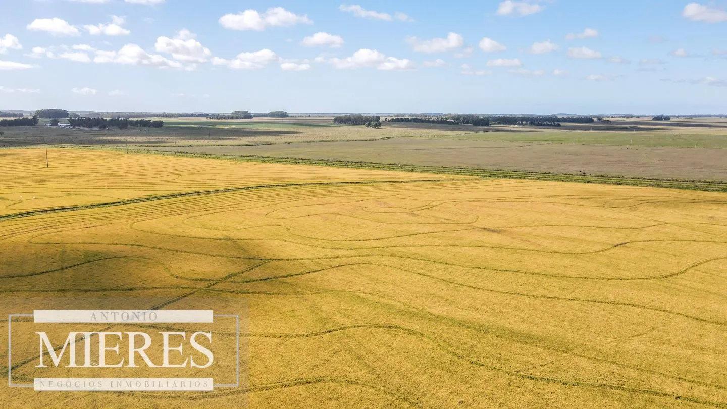 Campo agrícola ganadero  de 1500ha Rocha — foto 19