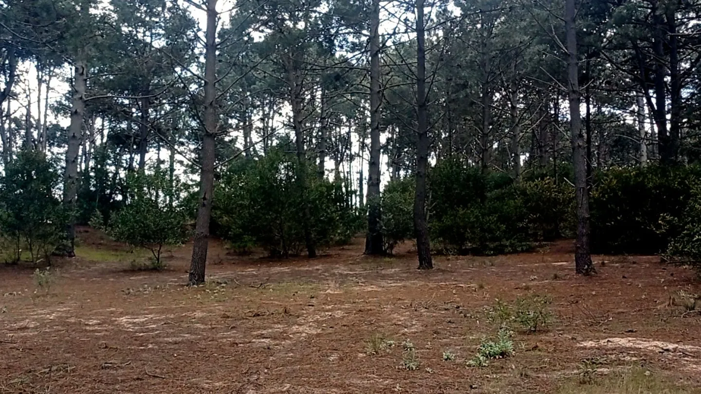Venta lotes sobre Arroyo El Potrero- Chihuahua — foto 5