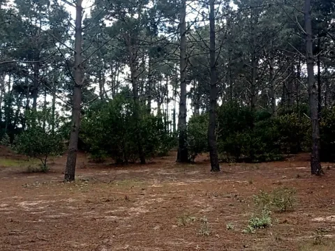 Venta lotes sobre Arroyo El Potrero- Chihuahua — foto 5