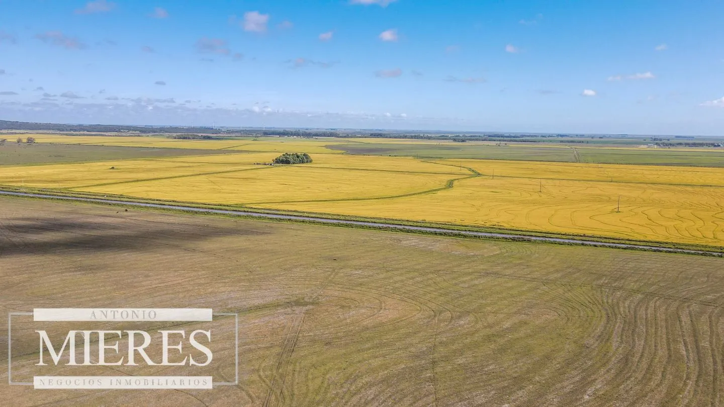 Campo agrícola ganadero  de 1500ha Rocha — foto 22