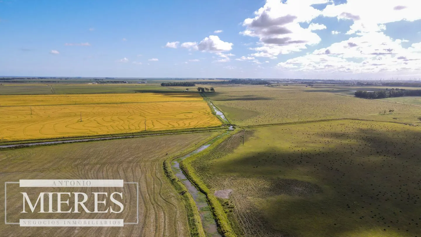 Campo agrícola ganadero  de 1500ha Rocha — foto 23