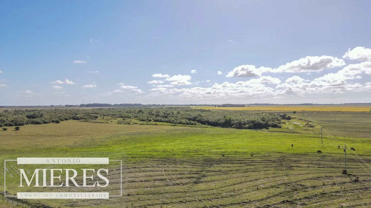 Campo agrícola ganadero  de 1500ha Rocha — foto 29