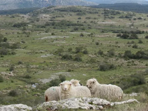 Chacra en sierras del Catedral 10ha
