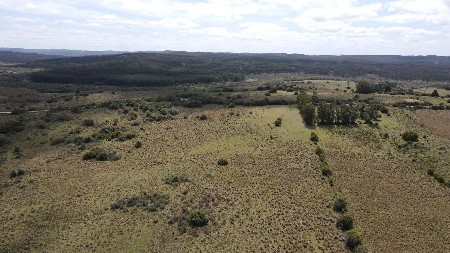 Campo de 50 ha ganadero en Maldonado, Garzon — foto 7