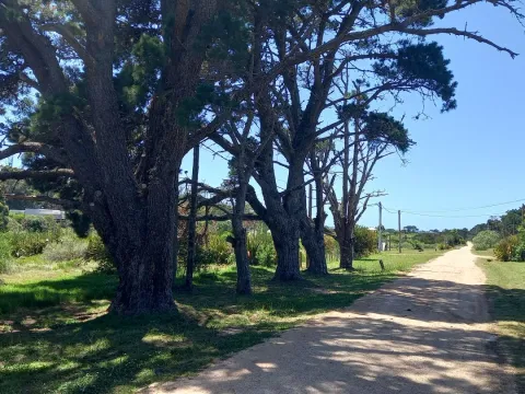 Terreno en La Barra — foto 2